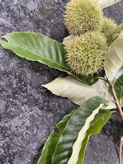 Castanea mollissima