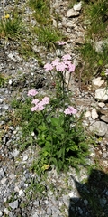 Achillea roseo-alba