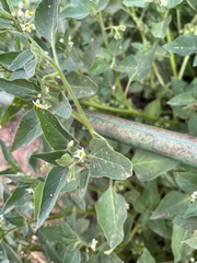 Solanum physalifolium nitidibaccatum