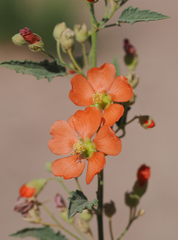 Sphaeralcea angustifolia