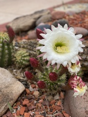Trichocereus