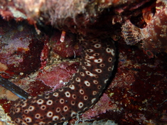 Holothuria sanctori
