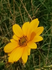Helianthus tuberosus