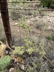 Cylindropuntia leptocaulis