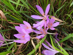 Colchicum