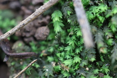Fissidens taxifolius