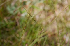 Aristida