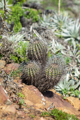 Copiapoa coquimbana
