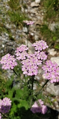 Achillea roseo-alba