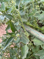 Solanum physalifolium nitidibaccatum