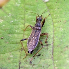 Himacerus major
