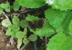Pyrginae