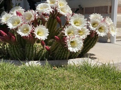 Trichocereus