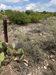 Cylindropuntia leptocaulis
