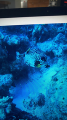 Lactophrys triqueter