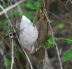 Porphyrobaphe iostoma