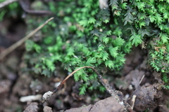 Fissidens taxifolius