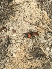 Dasymutilla ursus