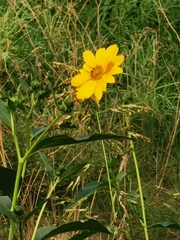 Helianthus tuberosus
