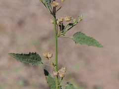Sphaeralcea angustifolia