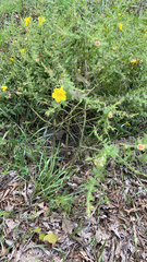 Aureolaria pectinata