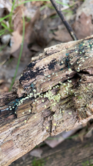 Hypocreaceae