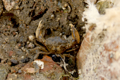 Rhithropanopeus harrisii