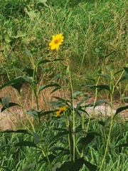 Helianthus tuberosus