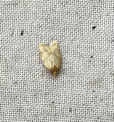 Sparganothis sulfureana