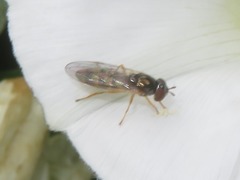 Melanostoma mellinum