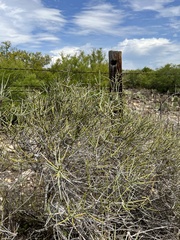 Ephedra antisyphilitica