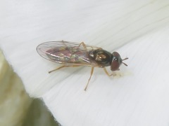 Melanostoma mellinum