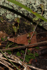 Pterostylis trullifolia