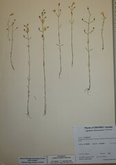 Agalinis skinneriana