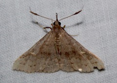 Renia adspergillus