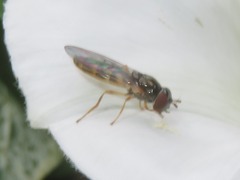 Melanostoma mellinum