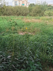 Helianthus tuberosus