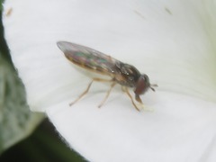 Melanostoma mellinum