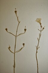 Agalinis skinneriana