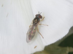 Melanostoma mellinum