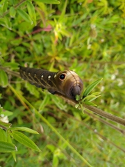 Xylophanes falco
