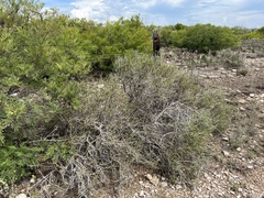 Ephedra antisyphilitica