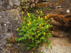 Pseudofumaria lutea