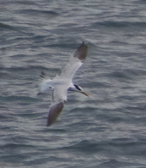 Thalasseus maximus