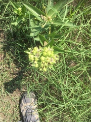 Asclepias viridis