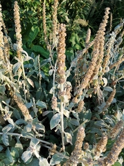 Stachys byzantina