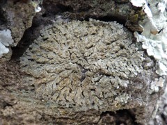 Physconia enteroxantha