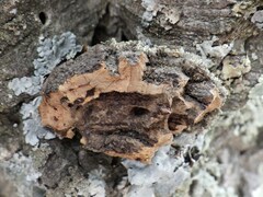 Physconia enteroxantha