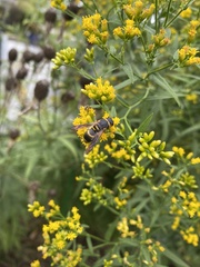 Euodynerus hidalgo boreoorientalis