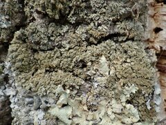 Physconia enteroxantha